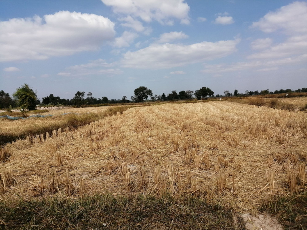 Residential land/lot Nakhon Phanom Renu Nakhon Na Ngam 16500000