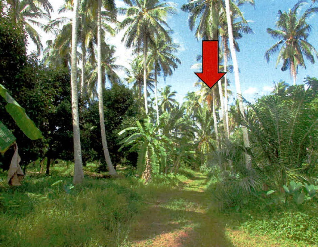 ที่ดินเปล่า สุราษฎร์ธานี พุนพิน ท่าข้าม 1382500
