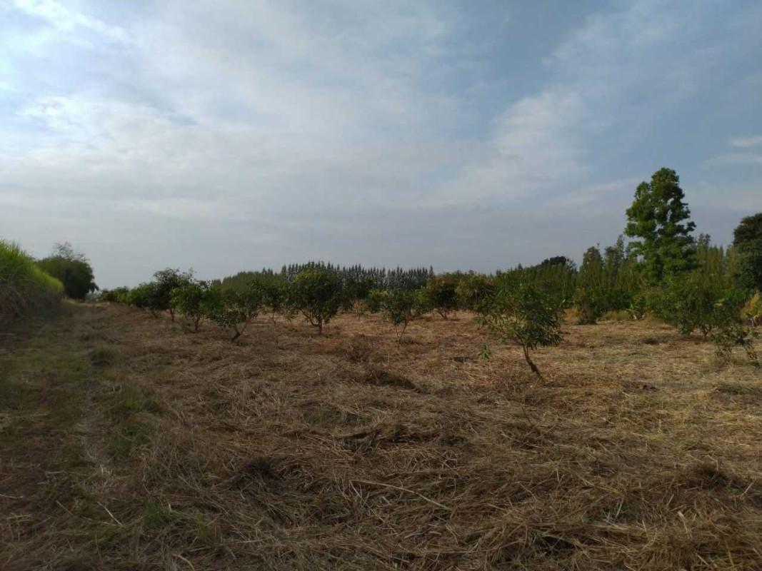 Residential land/lot Sa Kaeo Wang Sombun Wang Sombun 1950000