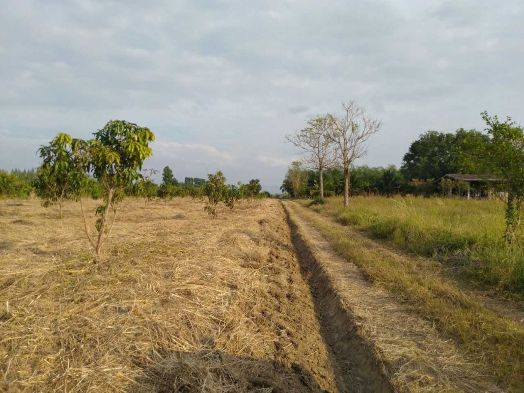Residential land/lot Sa Kaeo Wang Sombun Wang Sombun 1950000