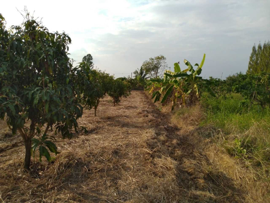 Residential land/lot Sa Kaeo Wang Sombun Wang Sombun 1950000