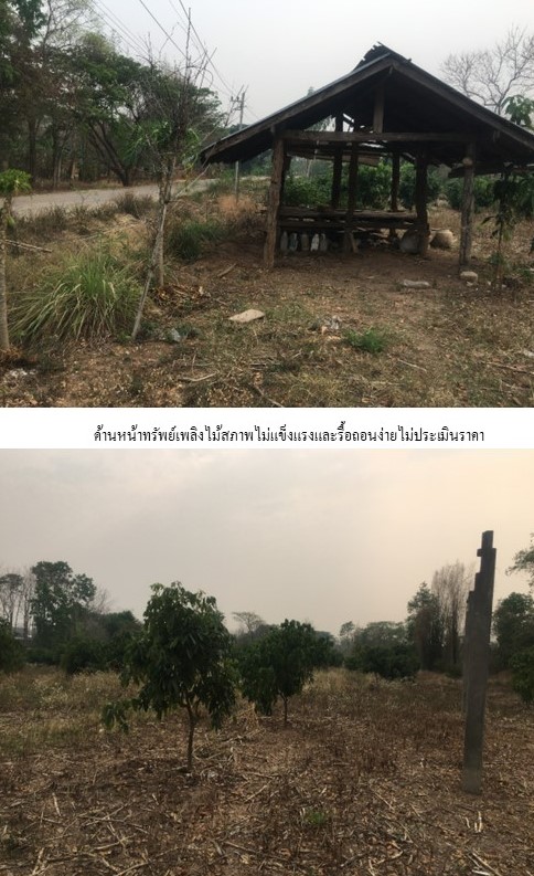 ที่ดินเปล่า พะเยา ดอกคำใต้ บ้านถ้ำ 920000