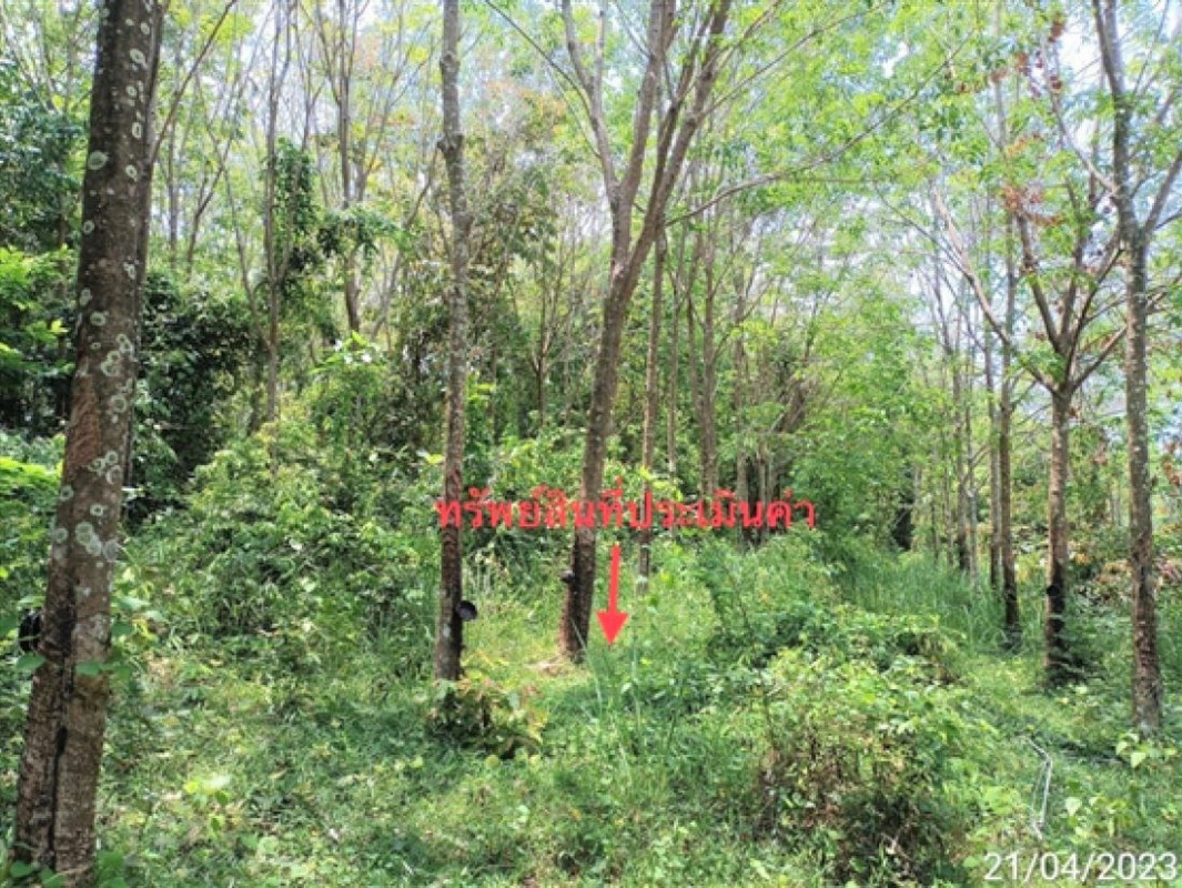 ที่ดินเปล่า ตรัง ปะเหลียน เกาะสุกร 5580000