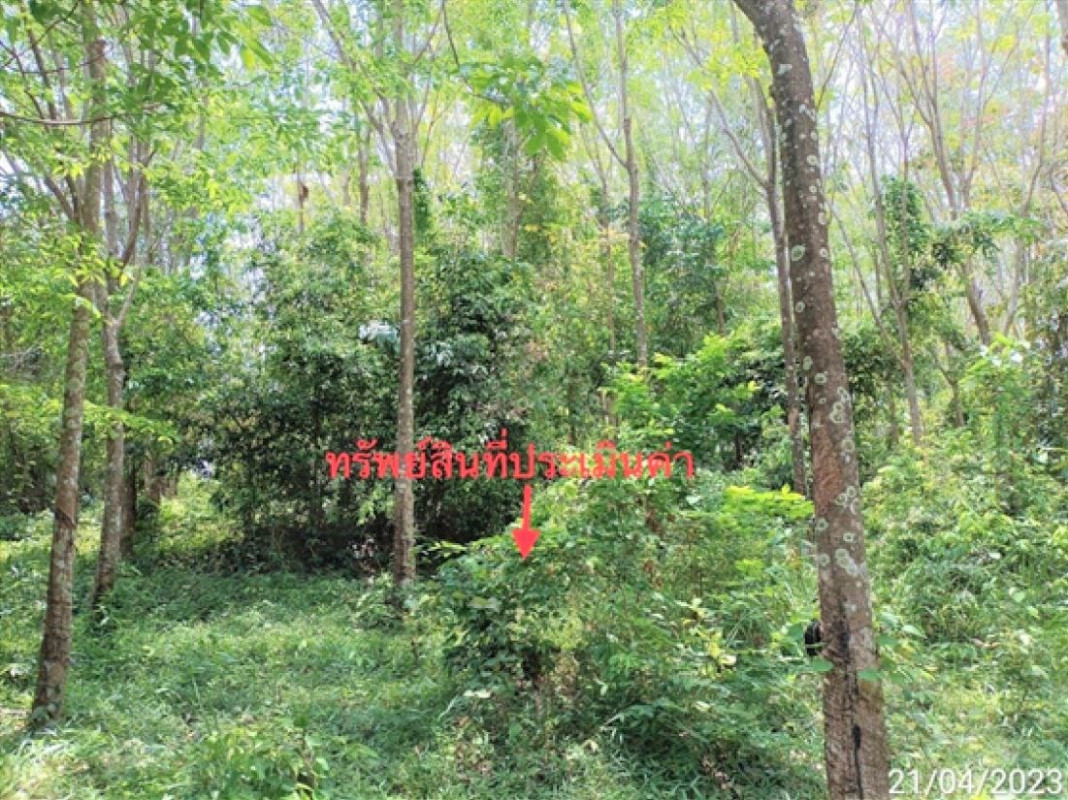 ที่ดินเปล่า ตรัง ปะเหลียน เกาะสุกร 5580000