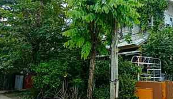 บ้านเดี่ยว ปทุมธานี ธัญบุรี ประชาธิปัตย์ 4500000