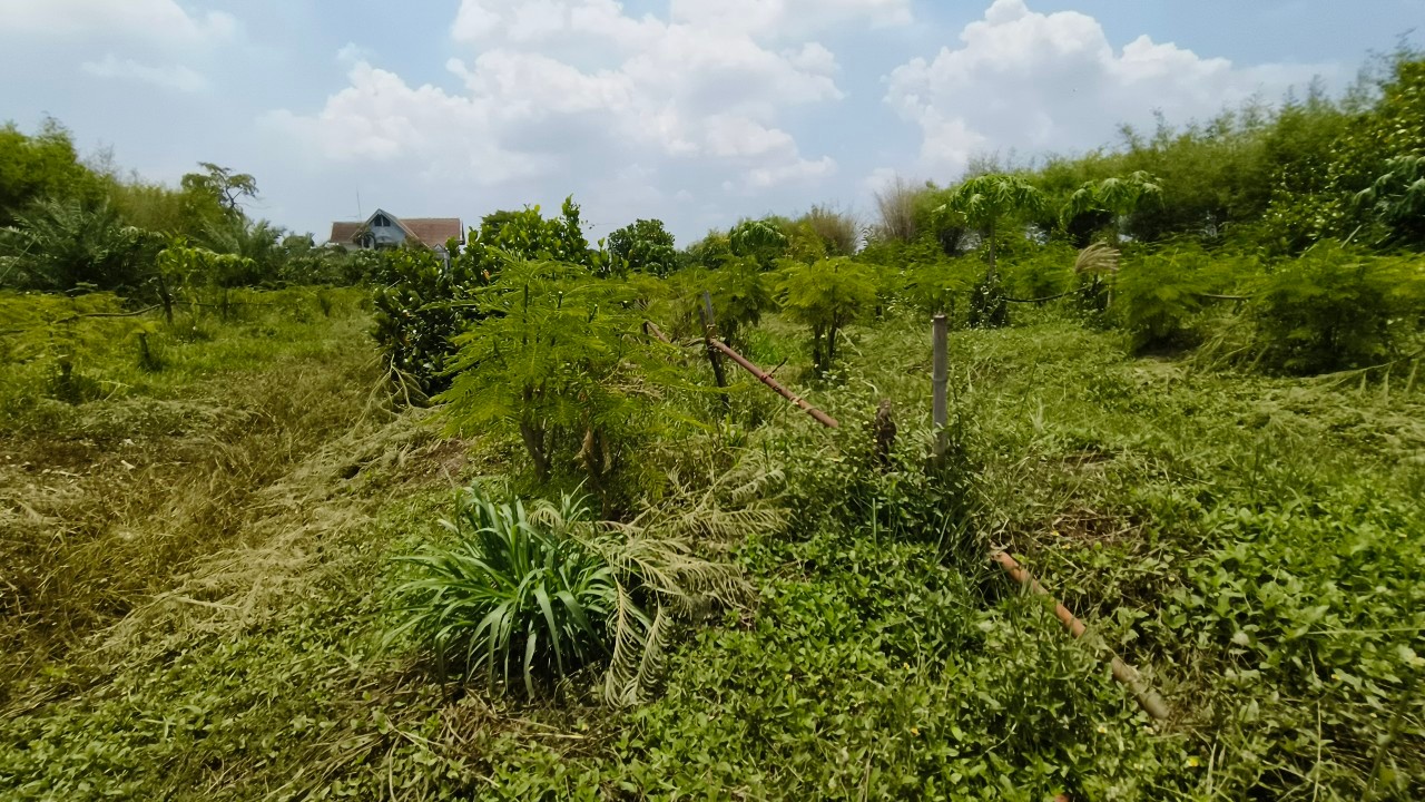 ที่ดินเปล่า สระบุรี วิหารแดง หนองหมู 16500000