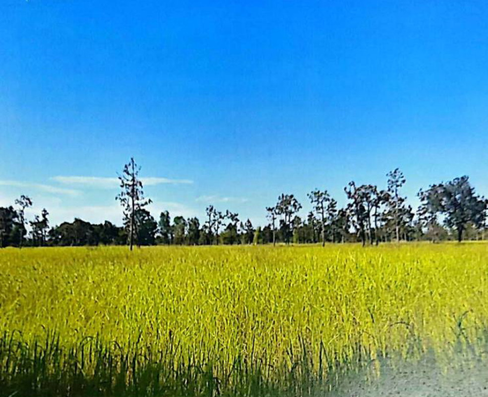 Residential land/lot Nakhon Phanom Pla Pak Na Makhuea 260000
