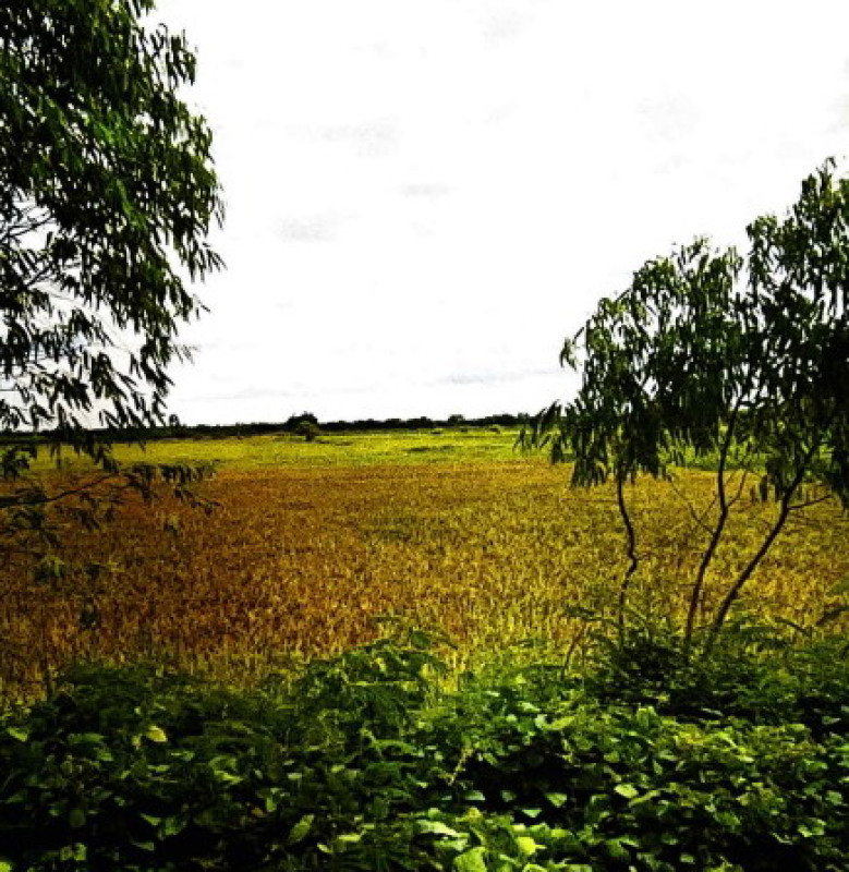 ที่ดินเปล่า กาฬสินธุ์ เมืองกาฬสินธุ์ หลุบ 0