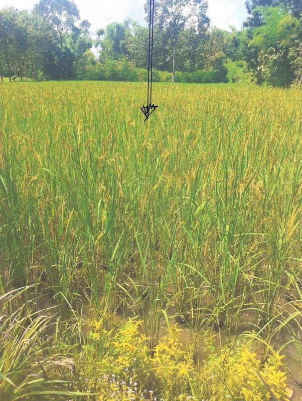 ที่ดินเปล่า ขอนแก่น ชุมแพ โนนสะอาด 164000