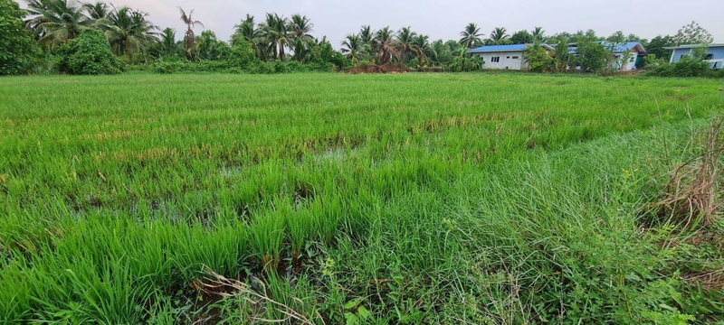 ที่ดินเปล่า ปทุมธานี หนองเสือ บึงบา 1650000