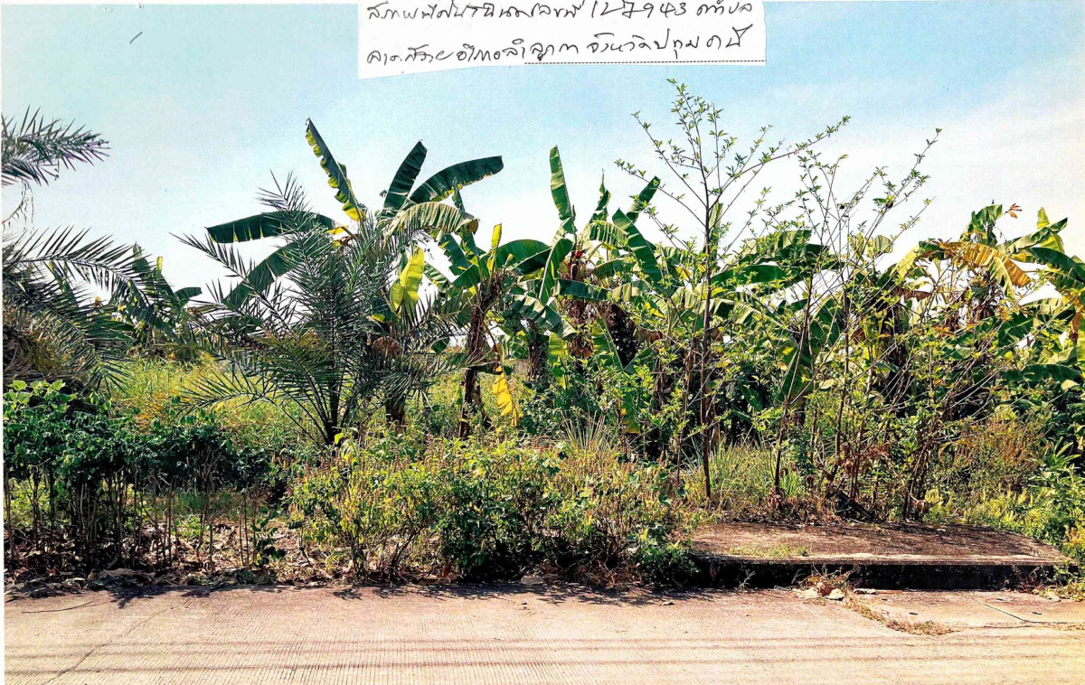 ที่ดินเปล่า ปทุมธานี ลำลูกกา ลาดสวาย 1200800
