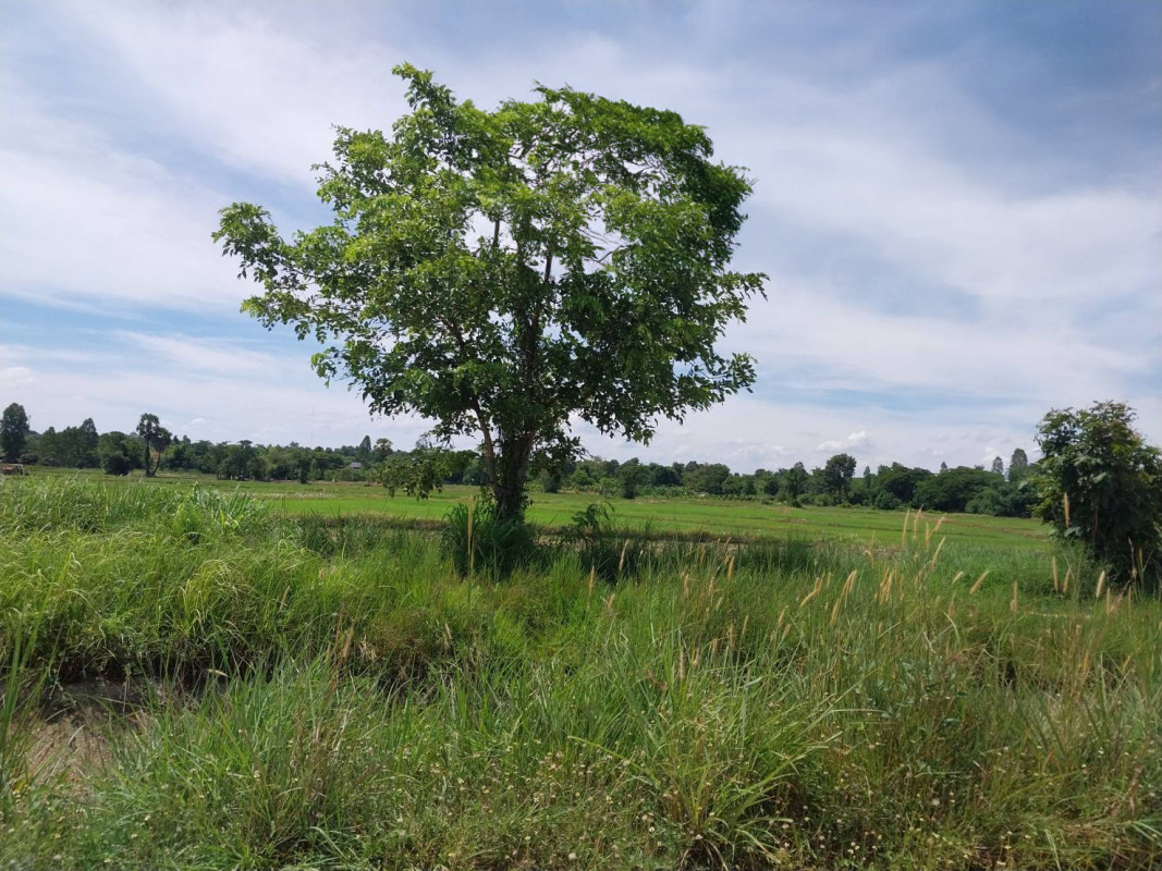 ที่ดินเปล่า กาฬสินธุ์ เมืองกาฬสินธุ์ โพนทอง 1700000
