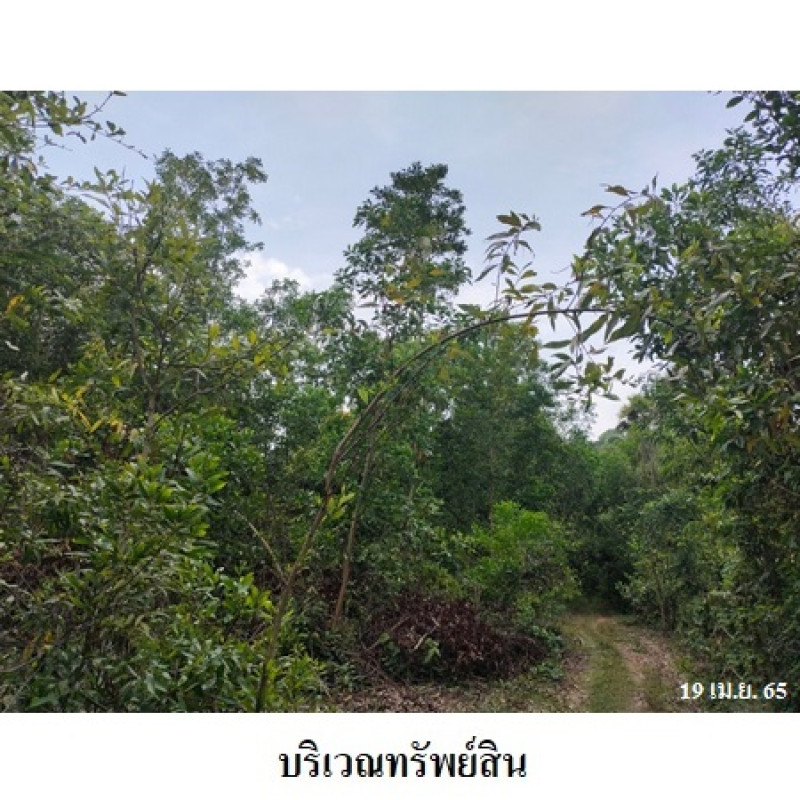 ที่ดินเปล่า สงขลา เทพา สะกอม 133000