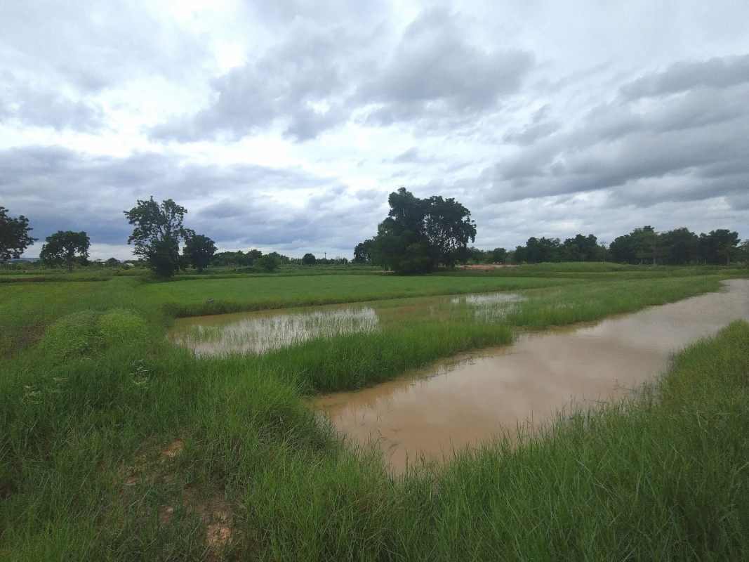 Residential land/lot Chaiyaphum Khon Sawan Khok Mang Ngoi 1500000