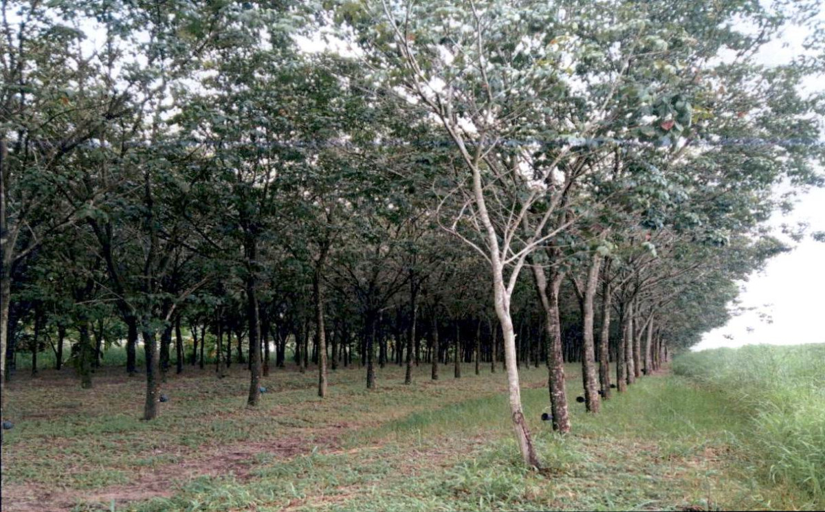 ที่ดินเปล่า กาฬสินธุ์ หนองกุงศรี หนองใหญ่ 244000