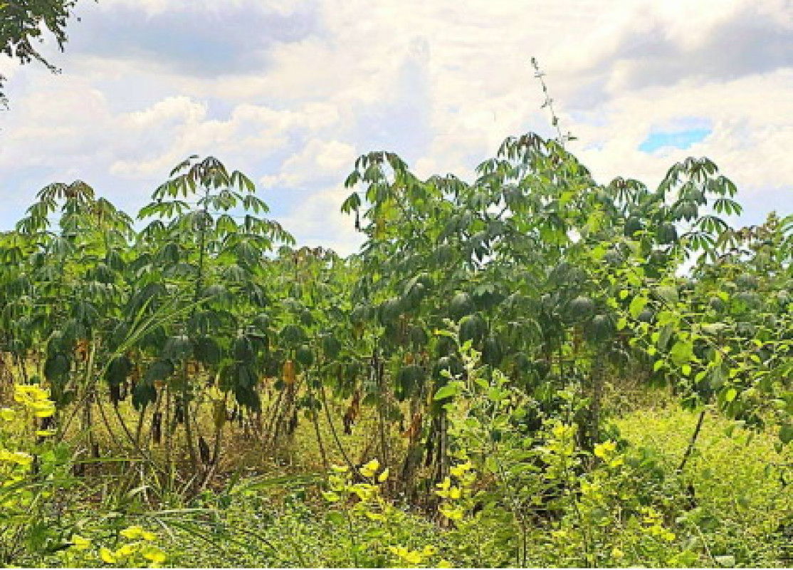 Residential land/lot Maha Sarakham Mueang Maha Sarakham Nong No 780260