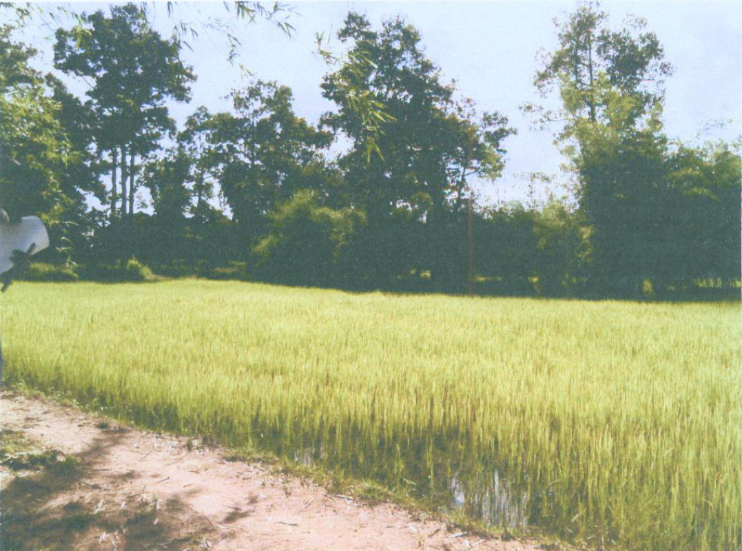 Residential land/lot Roi Et Mueang Roi Et Nai Mueang 306400