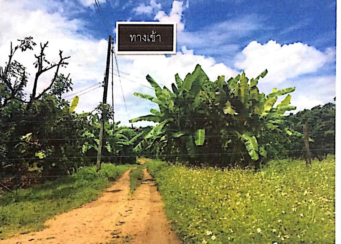 ที่ดินเปล่า ลำพูน ลี้ ป่าไผ่ 559800
