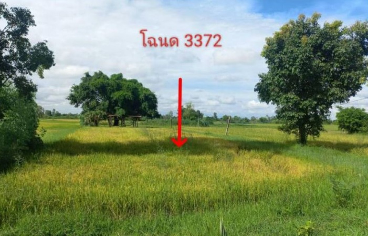 ที่ดินเปล่า ร้อยเอ็ด ทุ่งเขาหลวง เทอดไทย 396180