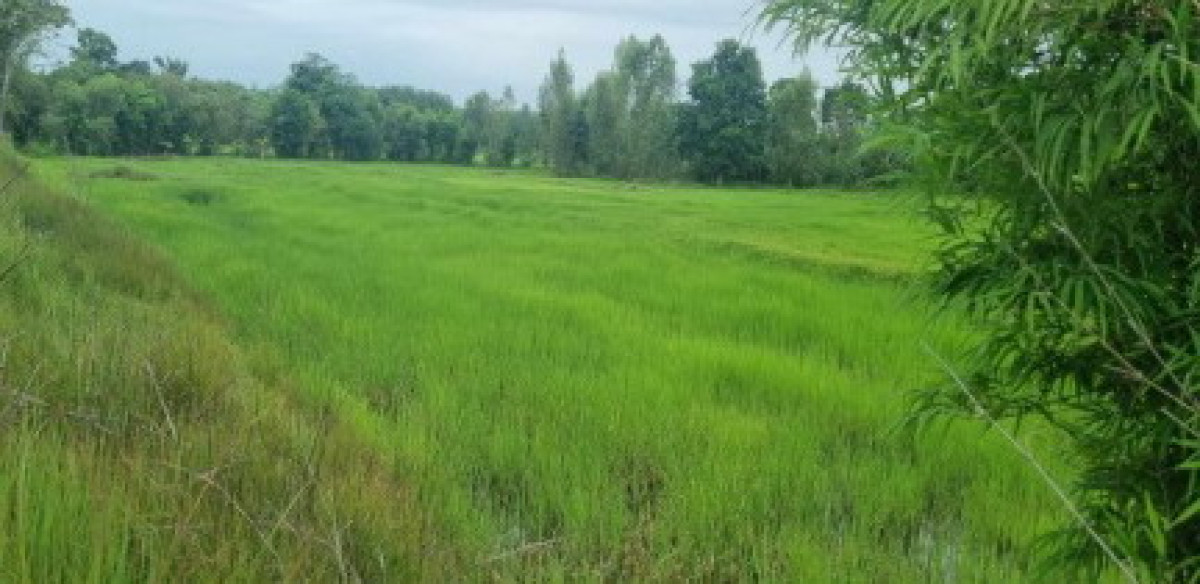 ที่ดินเปล่า กาฬสินธุ์ กุฉินารายณ์ สามขา 200000