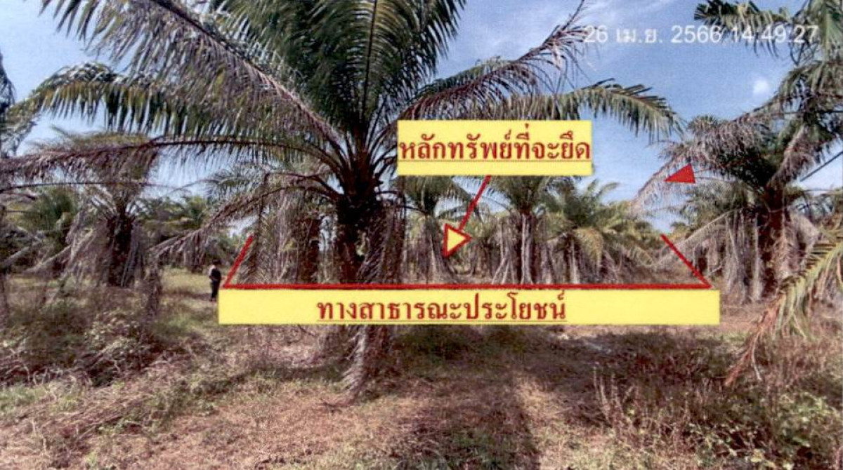 ที่ดินเปล่า สุราษฎร์ธานี กาญจนดิษฐ์ กะแดะ 100000