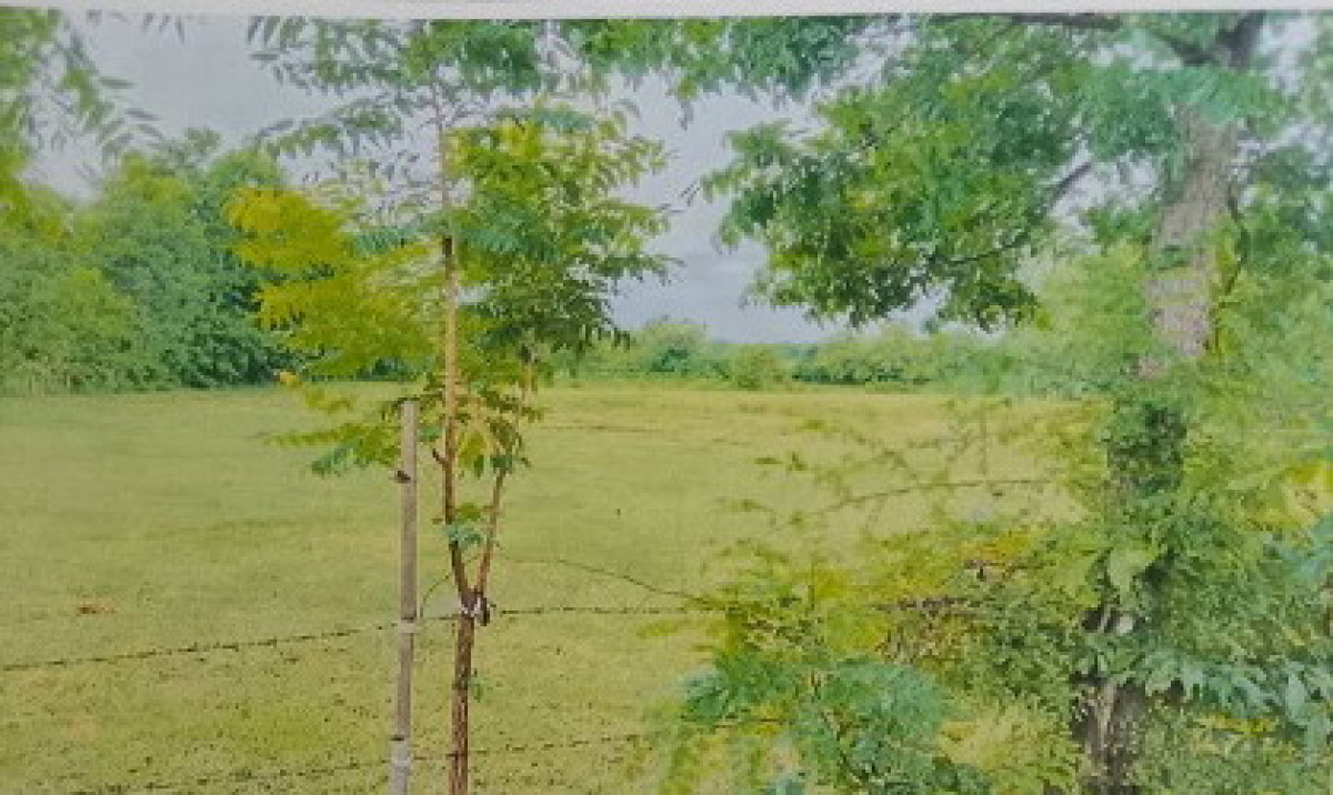 ที่ดินเปล่า อุตรดิตถ์ เมืองอุตรดิตถ์ ผาจุก 891450
