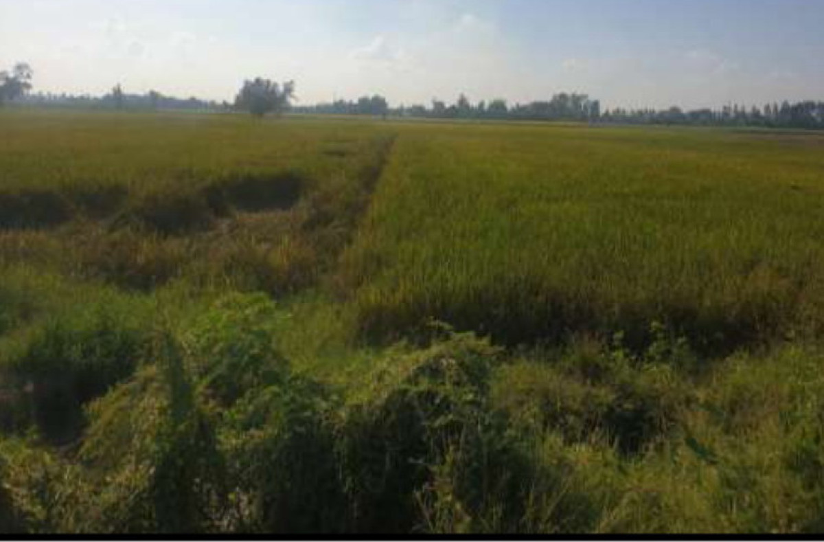 Residential land/lot Chiang Rai Phan Mae O 32488