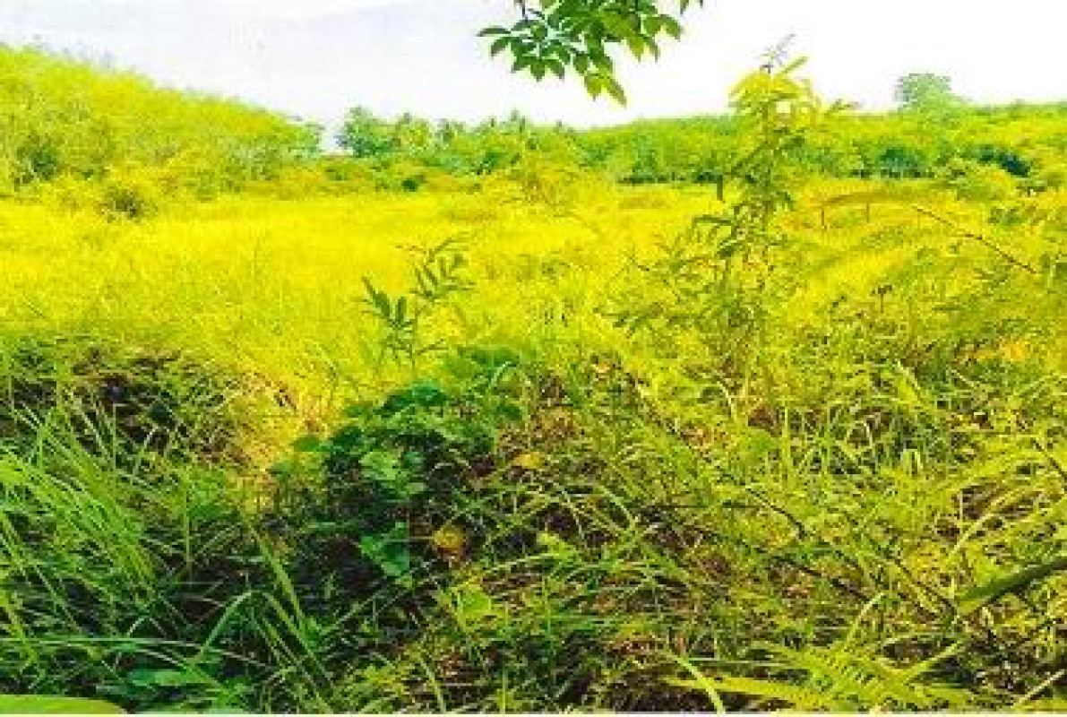 ที่ดินเปล่า ตรัง ห้วยยอด หนองช้างแล่น 339340