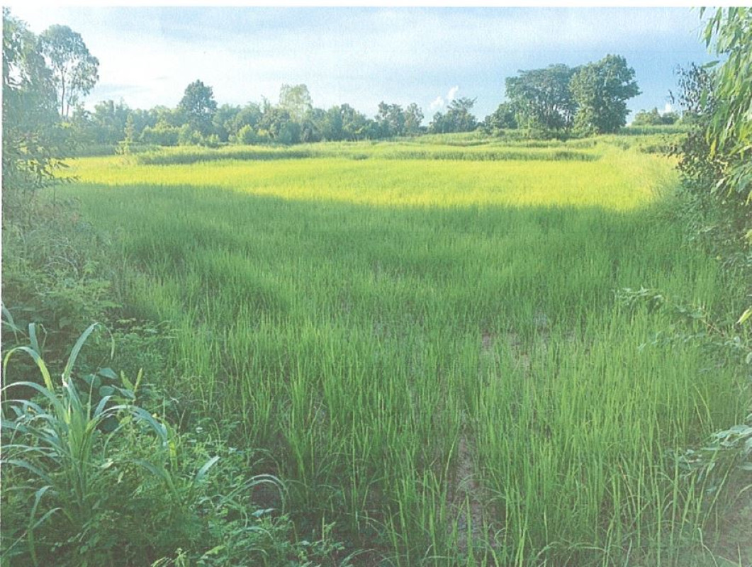 ที่ดินเปล่า อุดรธานี กุมภวาปี แชแล 516880