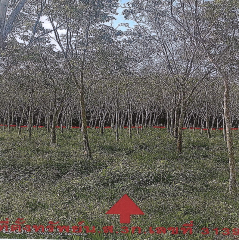 Residential land/lot Phatthalung Khao Chaison Han Pho 50952