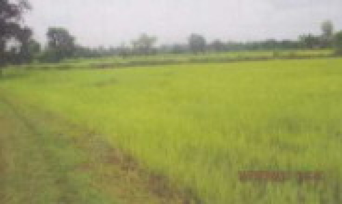 ที่ดินเปล่า ร้อยเอ็ด เมืองสรวง หนองผือ 405450