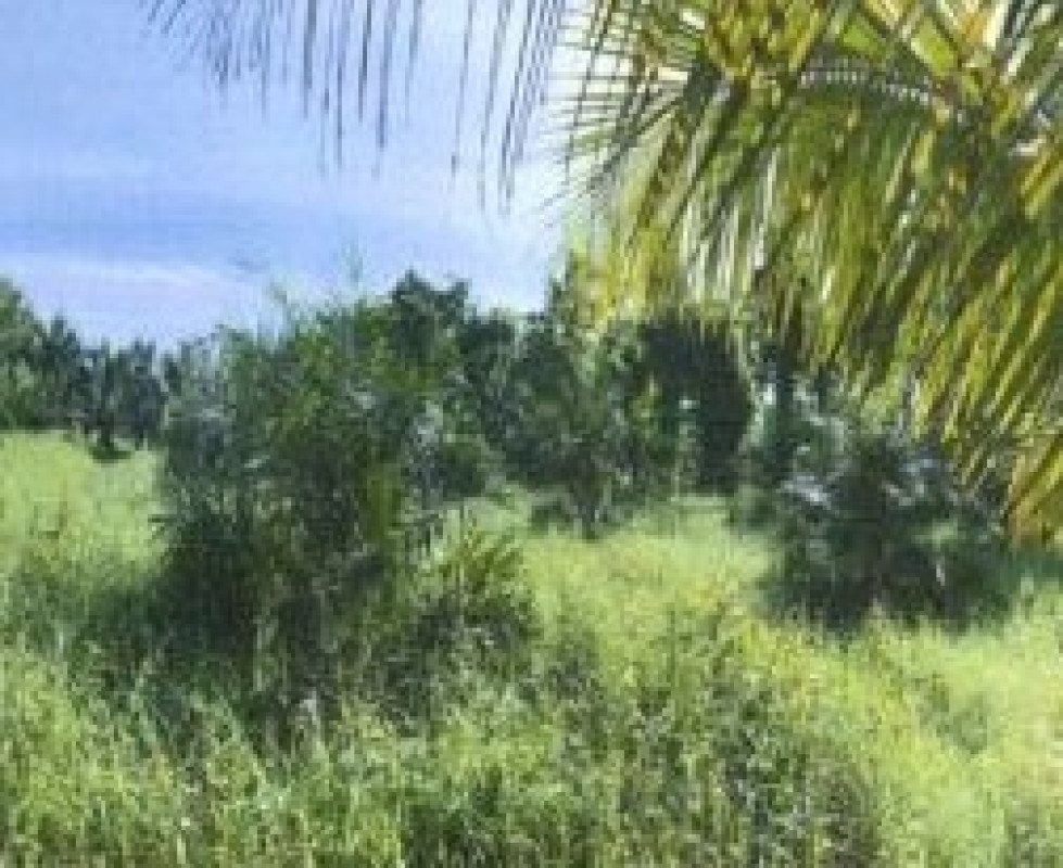 ที่ดินเปล่า นครศรีธรรมราช เมืองนครศรีธรรมราช บางจาก 177760