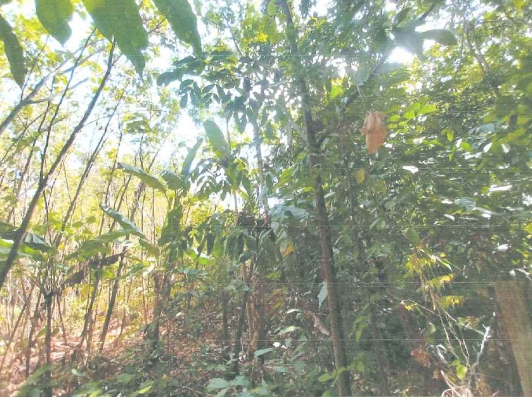 ที่ดินเปล่า ตรัง เมืองตรัง นาตาล่วง 208200