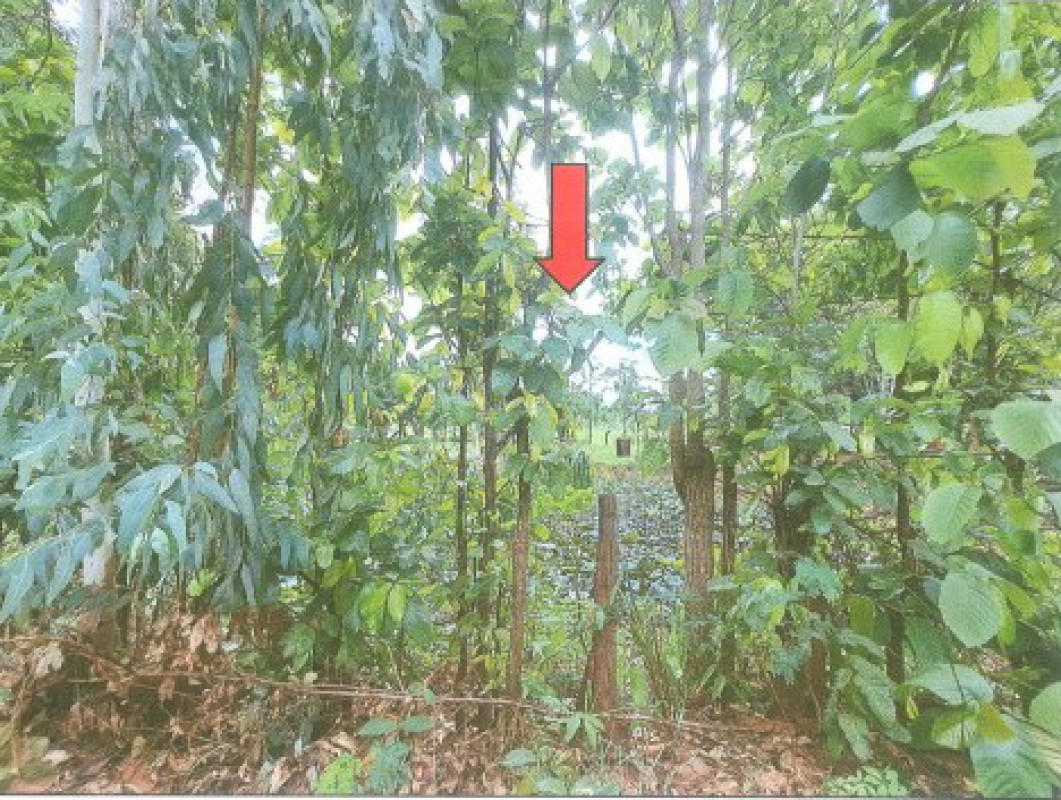 Residential land/lot Nakhon Phanom Na Kae Na Liang 704600