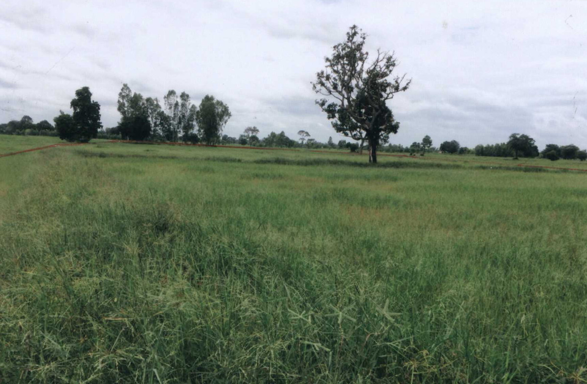 ที่ดินเปล่า สุรินทร์ เมืองสุรินทร์ สำโรง 194940