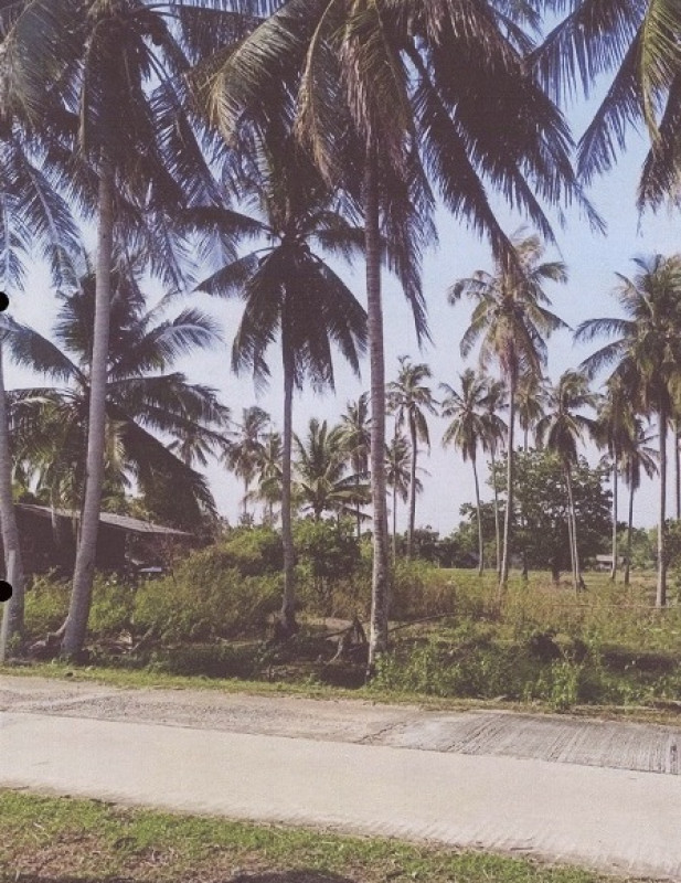 ที่ดินเปล่า ตรัง ปะเหลียน เกาะสุกร 95100