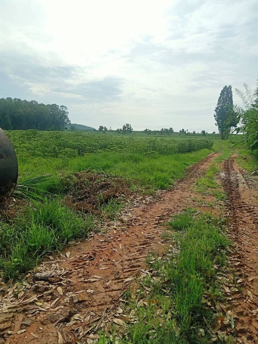ที่ดินเปล่า ราชบุรี จอมบึง เบิกไพร 10320000