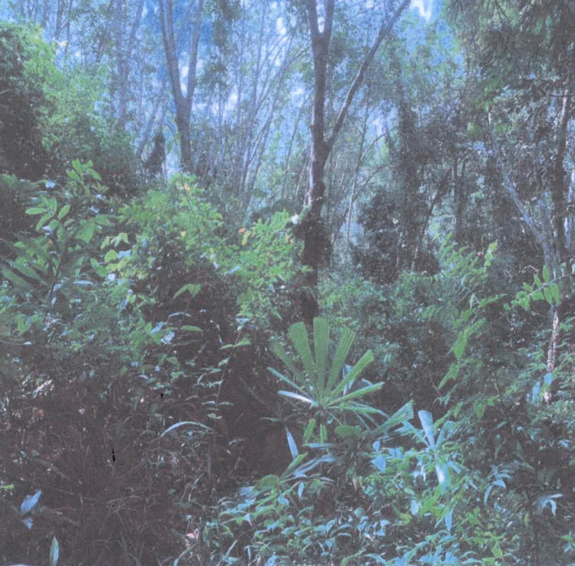 Residential land/lot Songkhla Sadao Samnak Taeo 747638