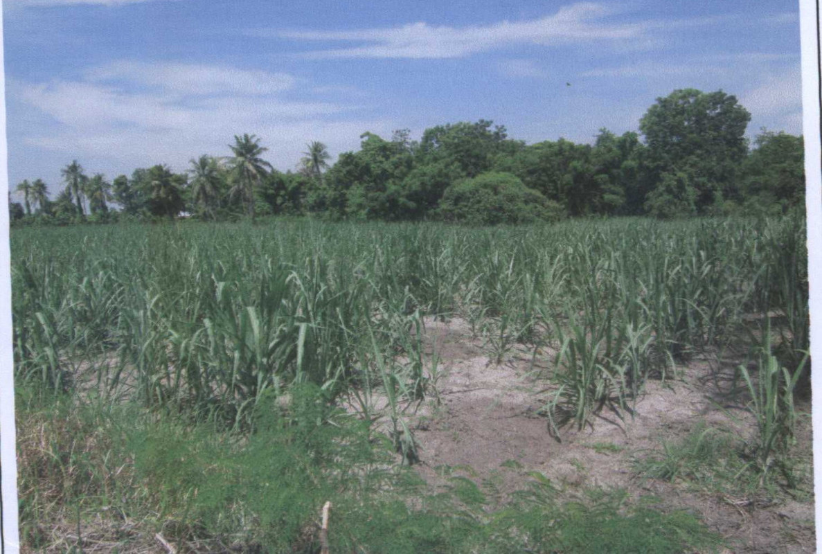 Residential land/lot Nakhon Sawan Takhli Ta Khli 200000