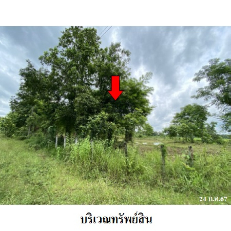 ที่ดินเปล่า สกลนคร อากาศอำนวย บะหว้า 1310000
