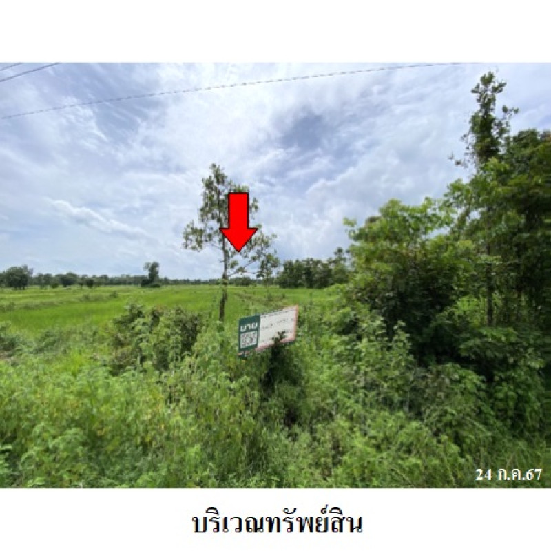 ที่ดินเปล่า สกลนคร อากาศอำนวย บะหว้า 1350000