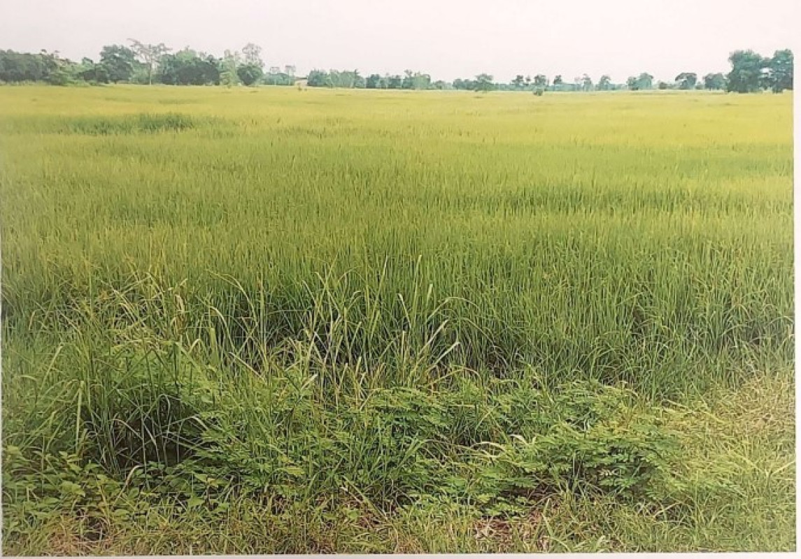 ที่ดินเปล่า อุดรธานี เมืองอุดรธานี นิคมสงเคราะห์ 146475