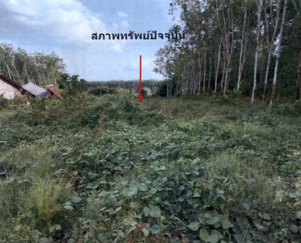 Residential land/lot Songkhla Sadao Thung Mo 2431000