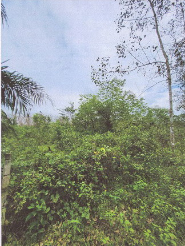 ที่ดินเปล่า ตรัง ปะเหลียน บ้านนา 497025