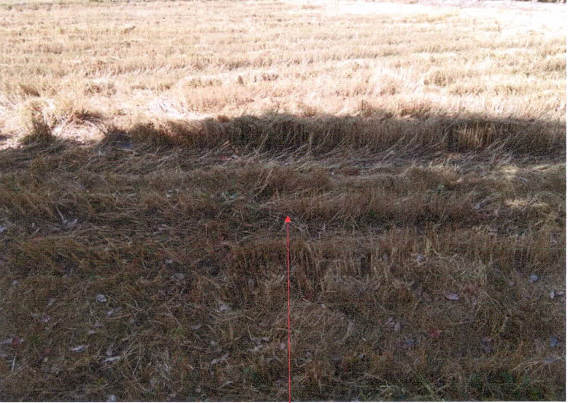 Residential land/lot Si Sa Ket Uthumphon Phisai Rang Raeng 503800