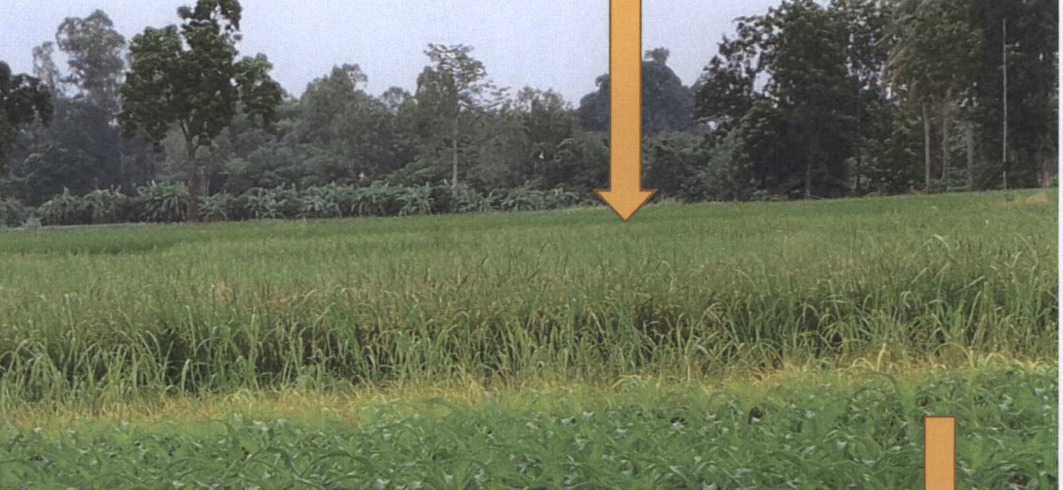 ที่ดินเปล่า อุตรดิตถ์ พิชัย บ้านโคน 238620