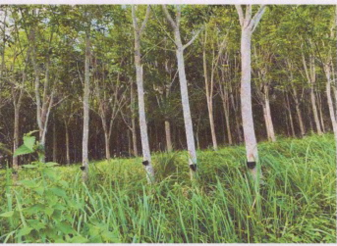 ที่ดินเปล่า ตรัง ย่านตาขาว ในควน 728975