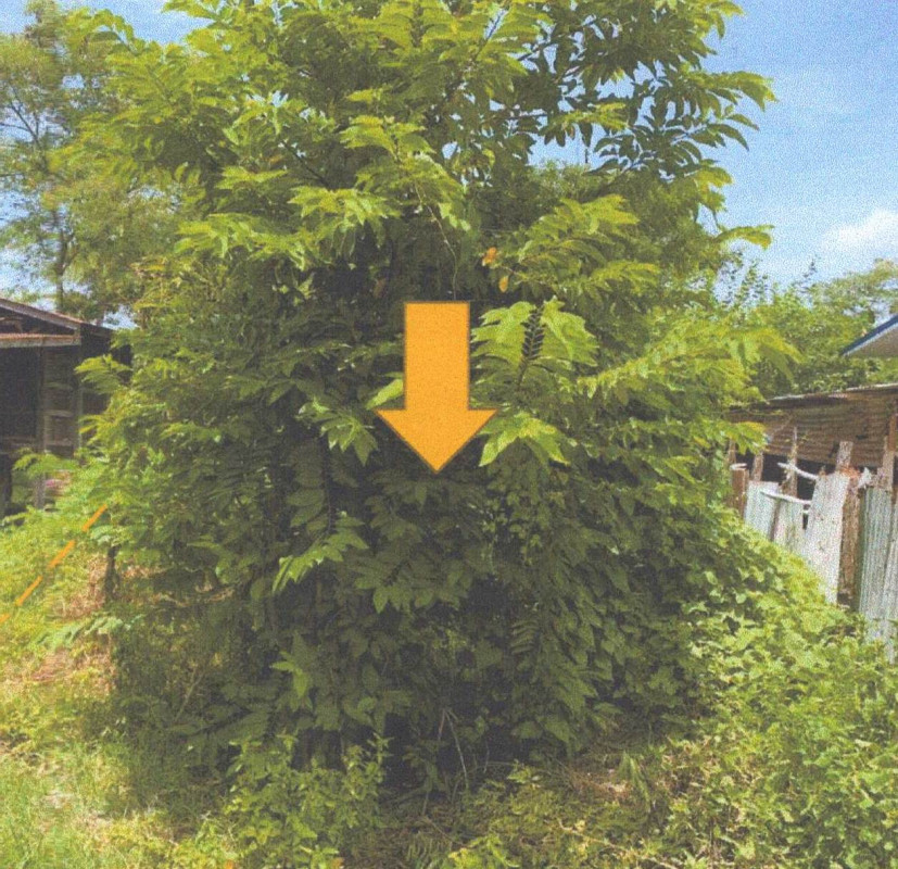 Residential land/lot Si Sa Ket Mueang Si Sa Ket Phon Kha 127400