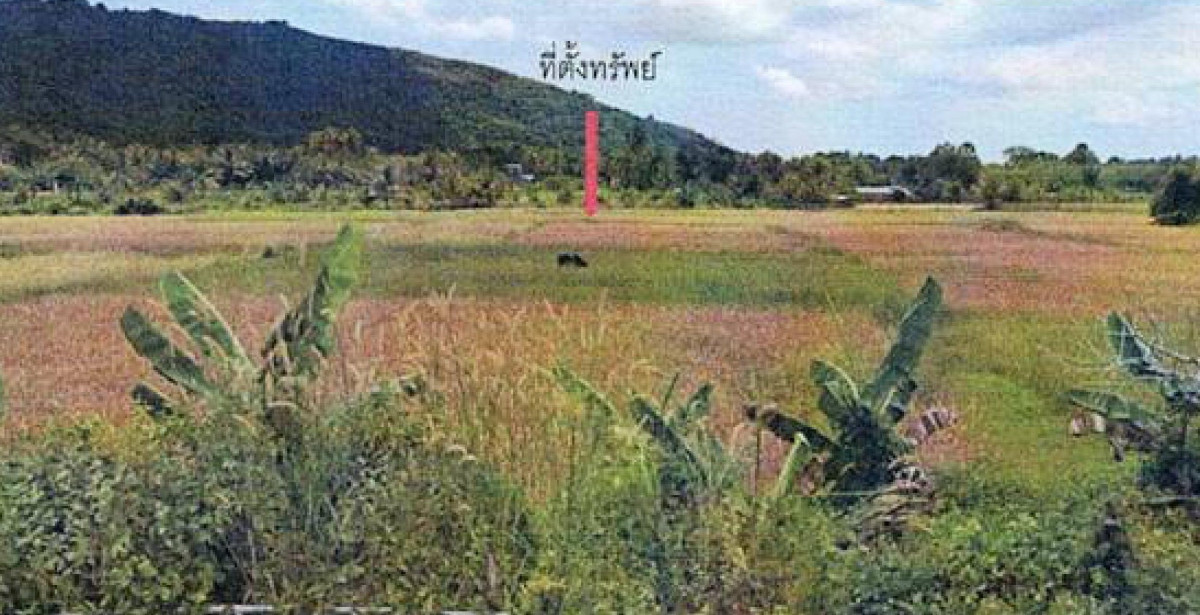 ที่ดินเปล่า ปัตตานี ปะนาเระ ท่าน้ำ 130200