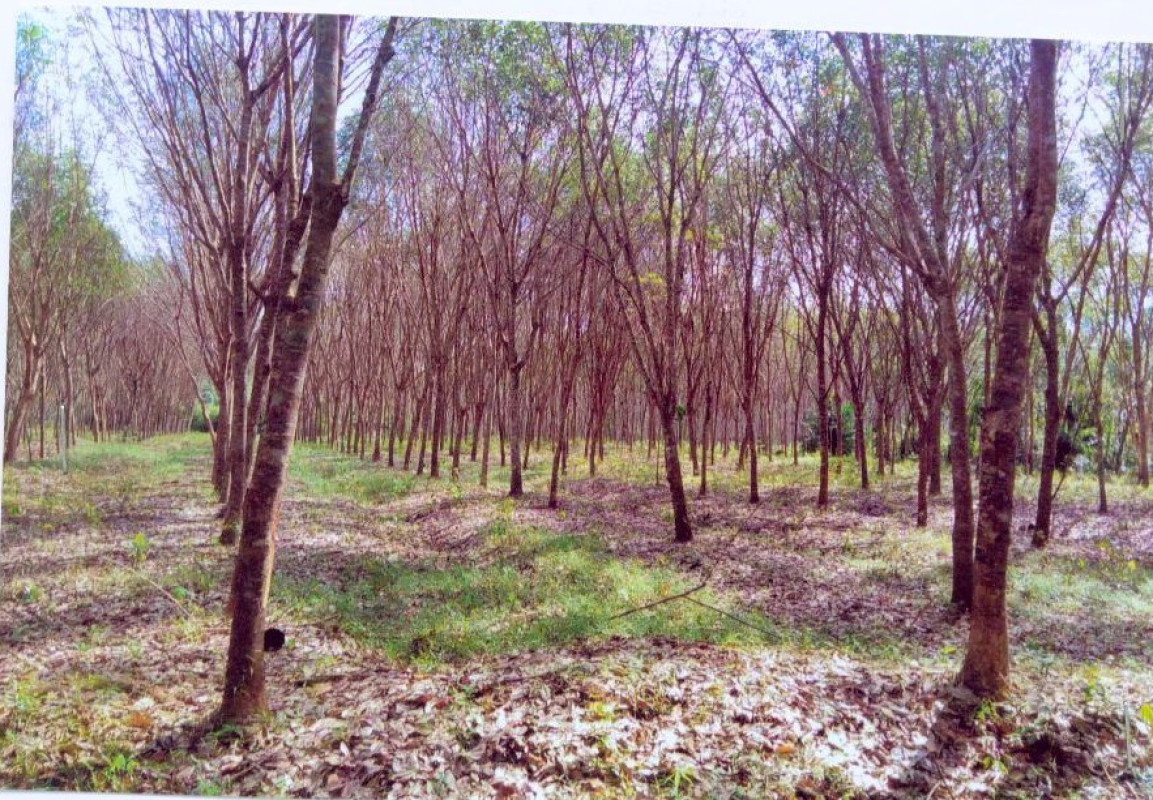 ที่ดินเปล่า ตรัง เมืองตรัง นาท่ามเหนือ 934850